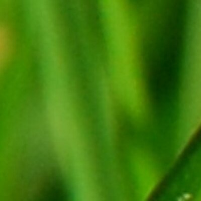 Profile Picture of Collette Alice (@collettelvp) on Twitter