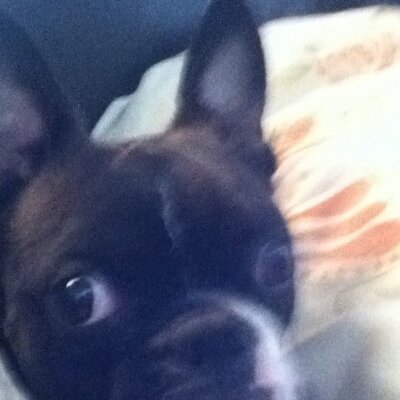 Profile Picture of Gary Caruso (@CarusoGary) on Twitter