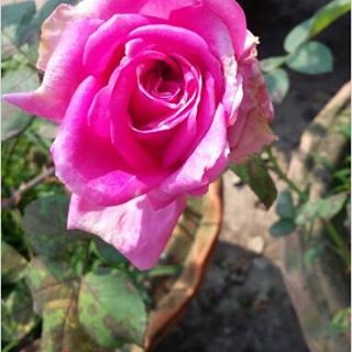 Profile Picture of Mohan Gurung (@mohan.gurung.71868) on Facebook