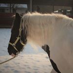 Profile Picture of Misty.the.tinker (@misty.the.tinker) on Instagram