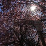 Profile Picture of Vincent stephens (@mccoy453) on Instagram