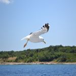 Profile Picture of James Johnson (@oleynikovaseverin) on Instagram