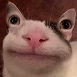 Profile Picture of Kevin (@kevin_das_katzen_fieh) on Instagram
