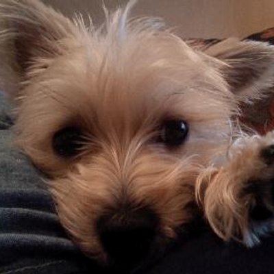 Profile Picture of Tina D'Andrea (@tdandrea004) on Twitter