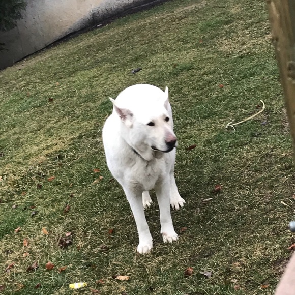 Profile Picture of Josiah Garcia (@josiahjdjdj) on Poshmark