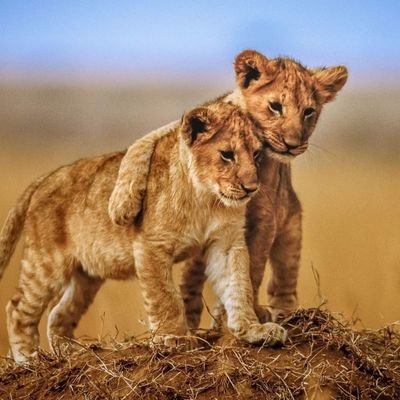 Profile Picture of We ❤ You, Alex (@breshasaurus) on Twitter