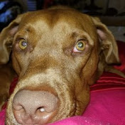 Profile Picture of Terry Hamm (@terryhamm370) on Youtube