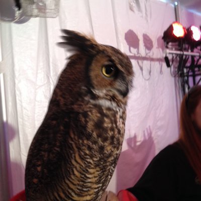 Profile Picture of Joanne Handler (@jojo_templegrad) on Twitter