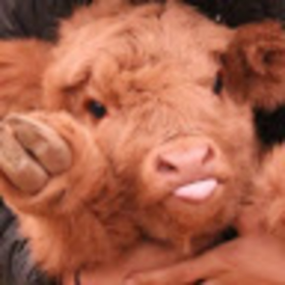 Allie Yowell - Poshmark Profile Picture of Allie Yowell (@allieyowell) on Poshmark