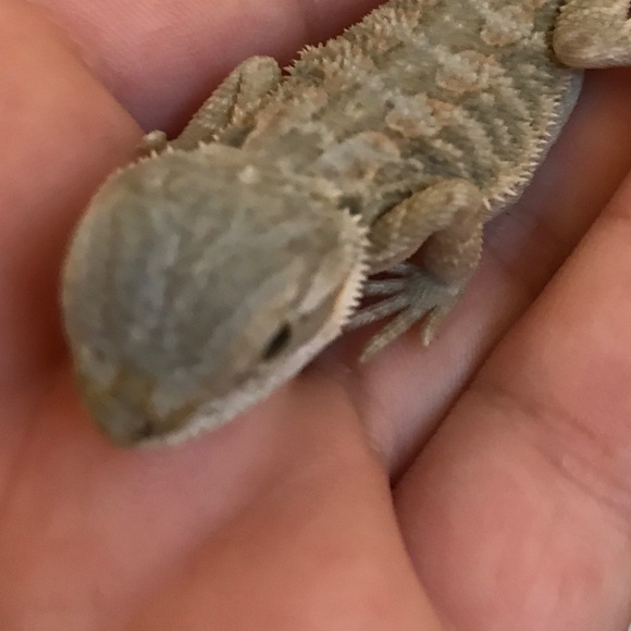 Profile Picture of Nicole Mondello (@nicolemanatee) on Poshmark