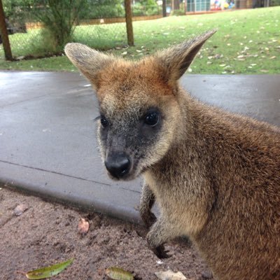 Profile Picture of Amanda (@stealth_womble) on Twitter