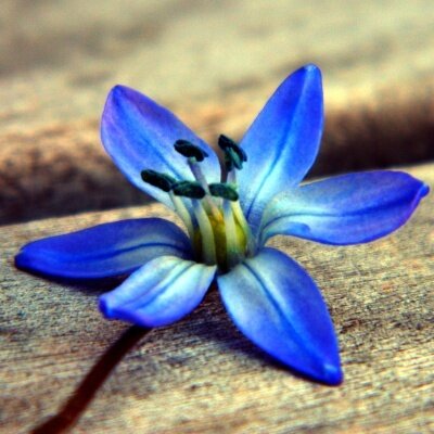 Profile Picture of Susan Cloud (@cloud_susan) on Twitter