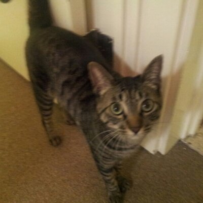 Profile Picture of Alex Smolinski (@iBCELITE) on Twitter