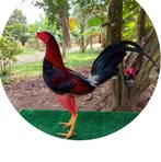 Profile Picture of Antonio Hoyos (@antonio.hoyos.921) on Facebook