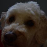 Profile Picture of Nicholas Pugh (@nickpew615) on Instagram