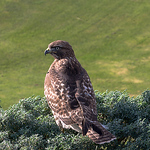 Profile Picture of ben Peters (@TheGolfHawk) on Flickr