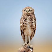 Profile Picture of Lisa Carlberg (@lisacarlberg7454) on Youtube