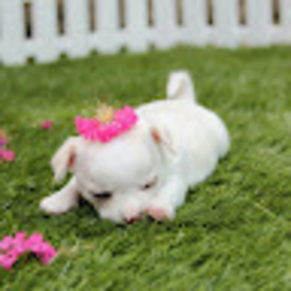 Profile Picture of Samantha Reidmiller (@sreidmiller) on Poshmark