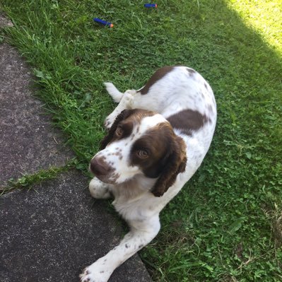 Profile Picture of Curtdog (@StablesCurtis) on Twitter