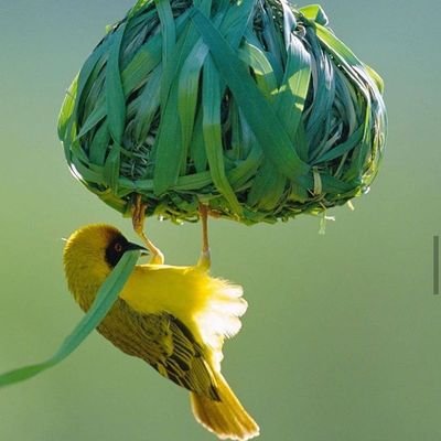 Profile Picture of Niharika Jain (@niharikajain097) on Twitter