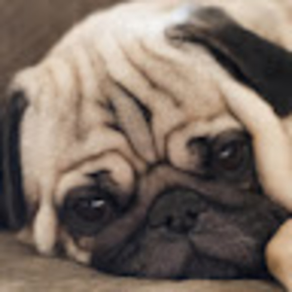 Profile Picture of Lydia Haufler (@5352918653) on Poshmark