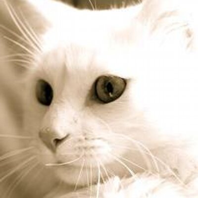 Profile Picture of Joel Amador (@JoelJoelamador) on Twitter