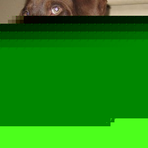 Profile Picture of Jager Dog (@140211919) on Myspace