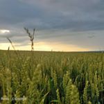 Profile Picture of george dent (@oppo_reno_photography) on Instagram