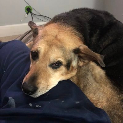 Profile Picture of Nick_Bonomo (@NickBonomo2) on Twitter