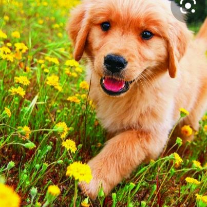 Profile Picture of richardblack (@fairy.acc_) on Tiktok