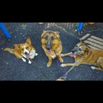 Profile Picture of Kelli Bausch (@dogsofccdt) on Instagram