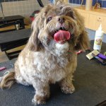 Profile Picture of Chewbacca Herbert Shear (@chewmonsterr) on Instagram