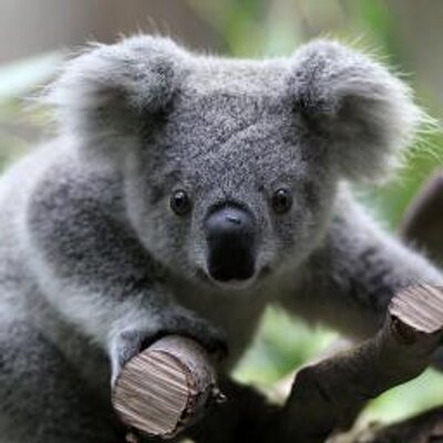 Profile Picture of Dick Hurtz (@dickhurtz) on Twitter