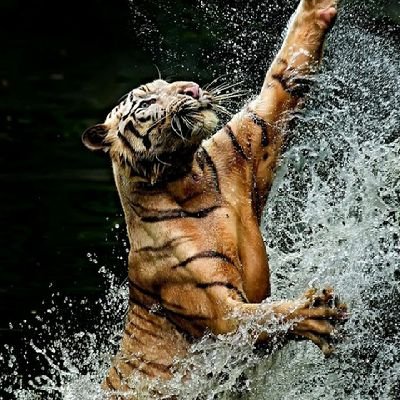 Profile Picture of Ryan Smalls (@RyanSmalls17) on Twitter