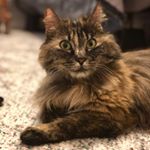Profile Picture of Miss Judge Janet (@miss_judge_janet) on Instagram
