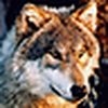Profile Picture of Shawn Wolfe (@ssawolfe) on Flickr