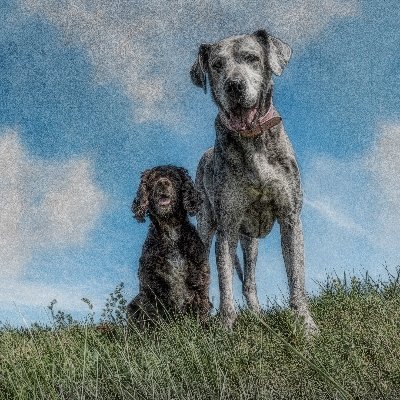 Profile Photo of BlossomandRalph (@RobinBrewster14) on Twitter