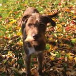 Quinn Robinson - Instagram Profile Picture of Quinn Robinson (@quinnyflips) on Instagram