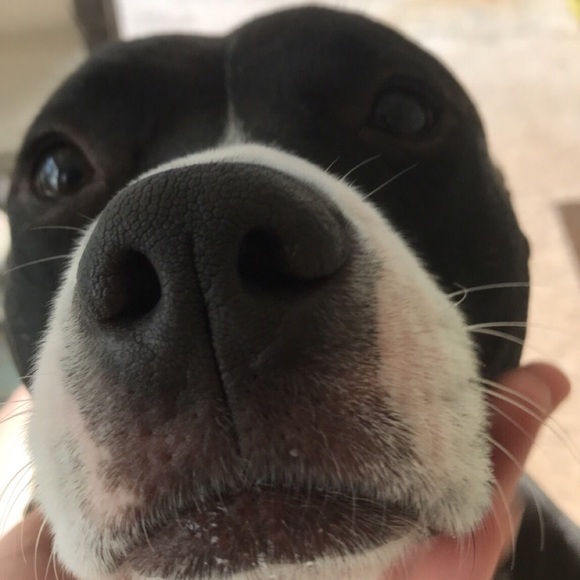 Profile Picture of Trish Scaringi (@imagine919) on Poshmark