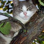 Profile Picture of McCord (@mccorddawnwood) on Instagram