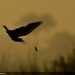 Profile Picture of Usman Qureshi (@usmanq) on Flickr