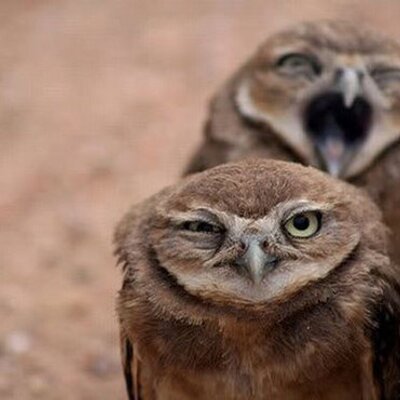 Profile Picture of Kory Lowe (@Jew_Bear_Man) on Twitter