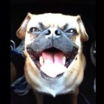 Profile Picture of Adamk (@adamknaggs) on Instagram