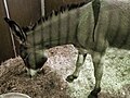 Profile Picture of Romagnolo donkeyon Wikipedia