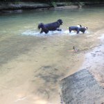 Profile Picture of Laverne, Shirley and Josie (@2bostonsandbear) on Instagram