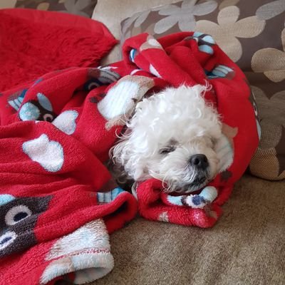 Profile Picture of Neil Mccall (@whitedestroyer7) on Twitter