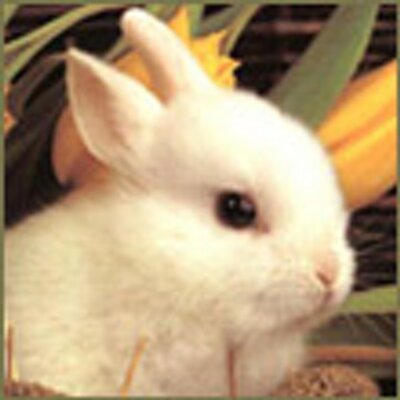 Profile Picture of Kenneth Shea (@vegohovafepe) on Twitter