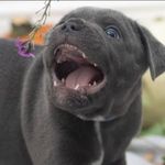 Profile Picture of Blue Rose (@the_blue_rose_breed_) on Instagram