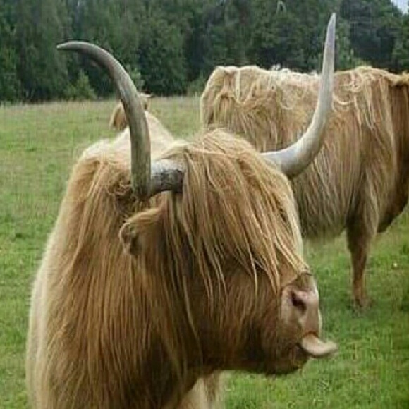 Profile Picture of Loretta Sanchez (@lore0709) on Poshmark