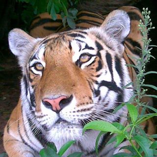 Profile Picture of Juliano Battaglia (@juliano.battaglia.7) on Facebook